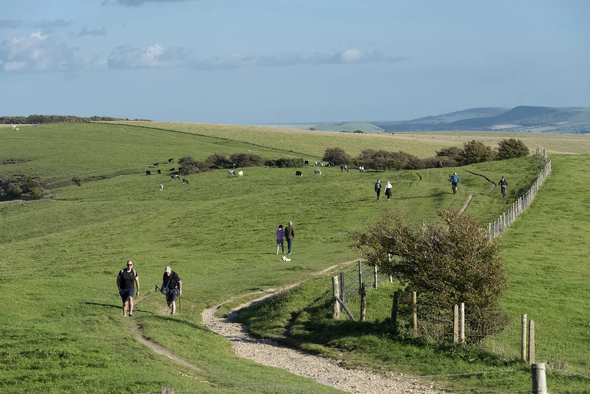The Hedgerows