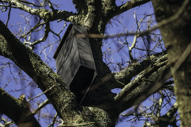 bat box