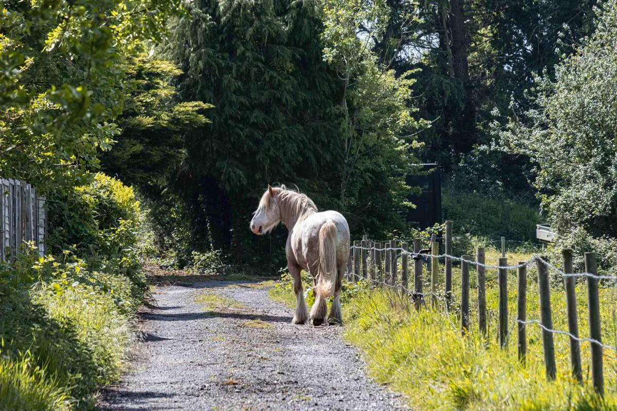 Countryside