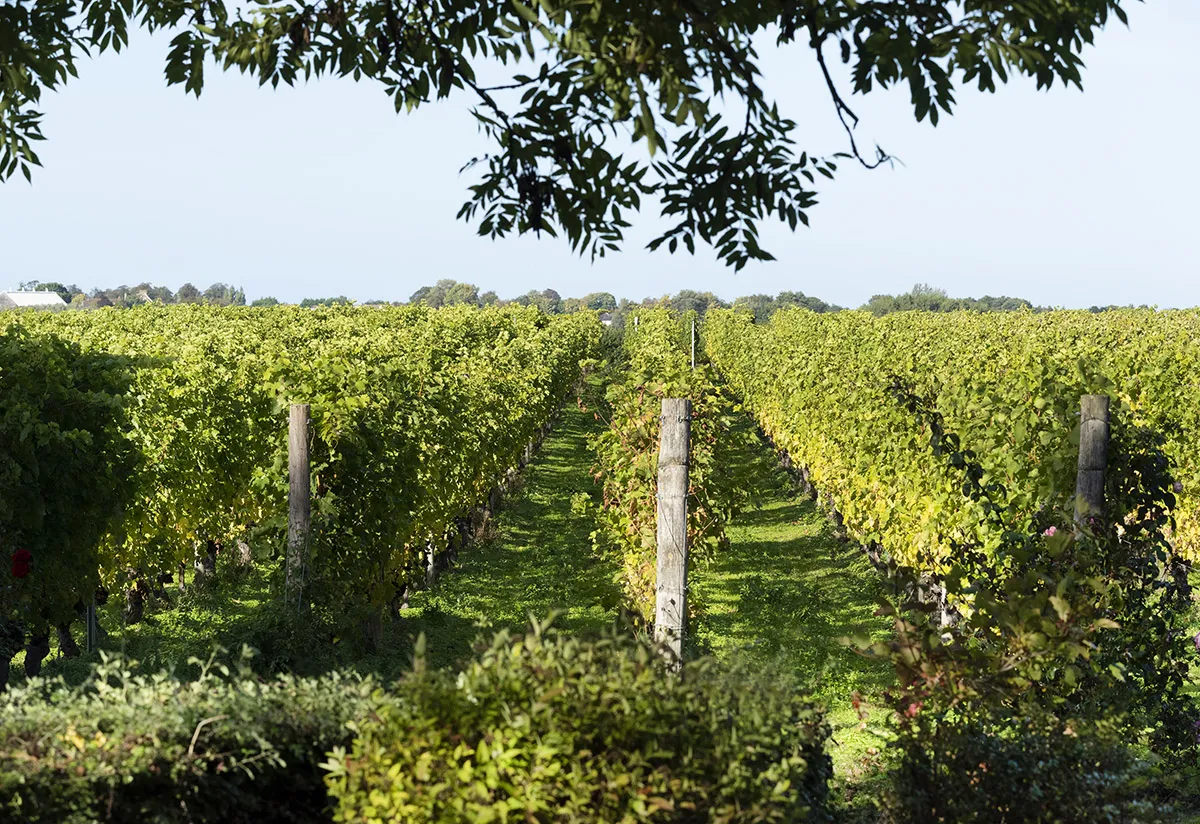 Summerfield_Area